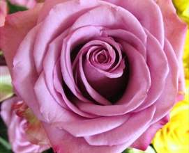 Bilder på förtjusande rosor i vackra färger som slappnar av hjärtat och sinnet Bilder på rosor 2017