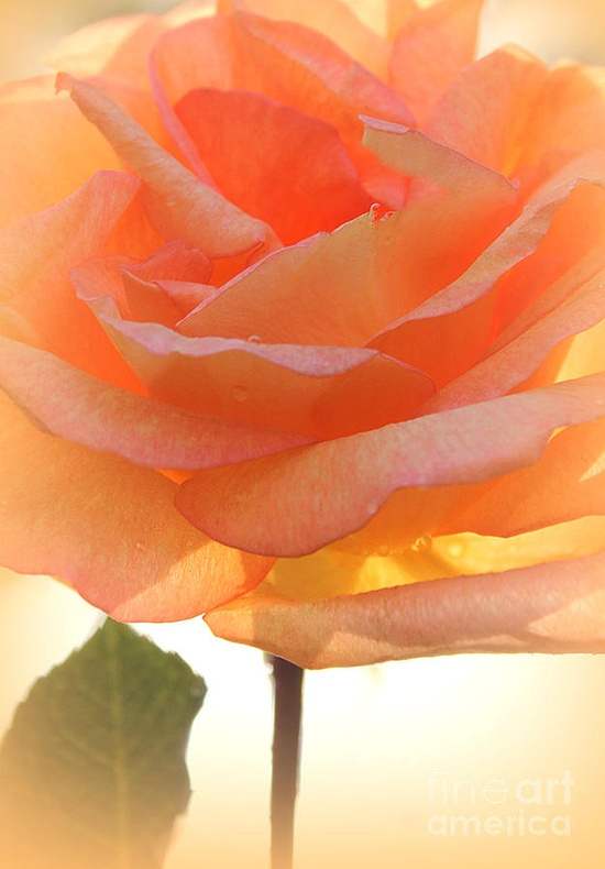 Imagines rosarum delectabilium in pulchris coloribus quae cor et mentem relaxant. Pictures of Rose 2017