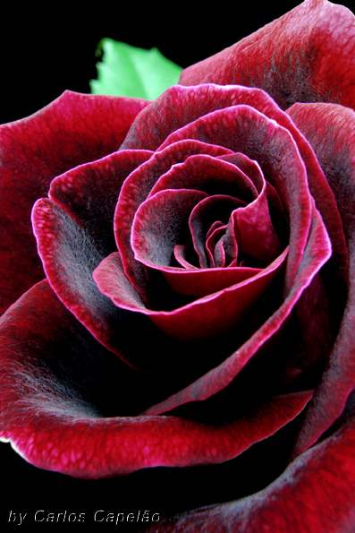 Immagini di deliziose rose dai bellissimi colori che rilassano il cuore e la mente. Immagini di rose 2017