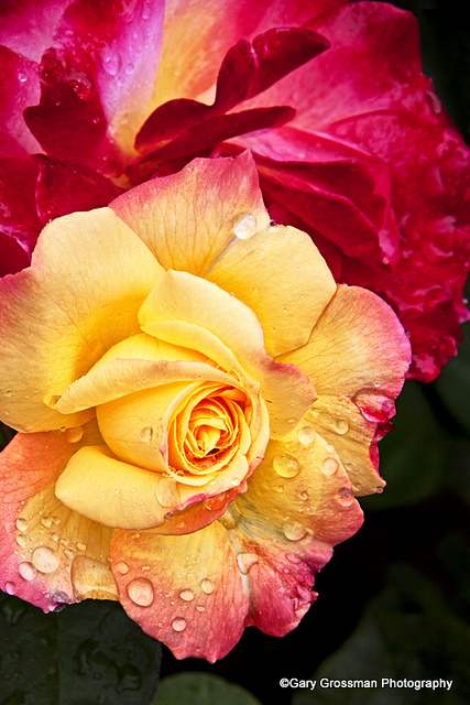 Слики од прекрасни рози во прекрасни бои кои ги релаксираат срцето и умот. Слики од рози 2017 година