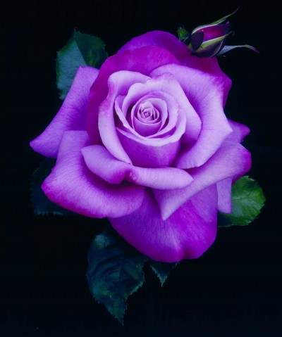 Prente van verruklike rose in pragtige kleure wat die hart en gees ontspan. Prente van rose 2017