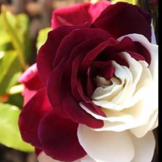 Imagines rosarum delectabilium in pulchris coloribus quae cor et mentem relaxant. Pictures of Rose 2017