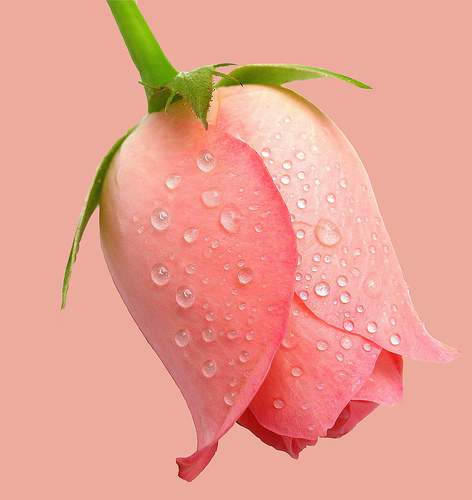 心も体もリラックスさせてくれる、美しい色彩の愛らしいバラの写真集 2017年のバラの写真集