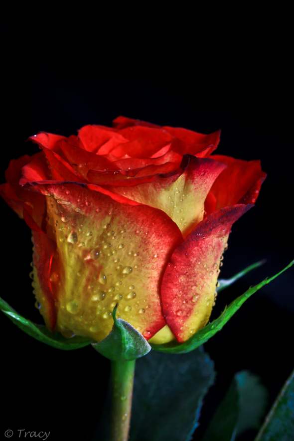 खूबसूरत रंगों में दिलकश गुलाबों की तस्वीरें जो दिल और दिमाग को सुकून देती हैं। गुलाबों की तस्वीरें 2017