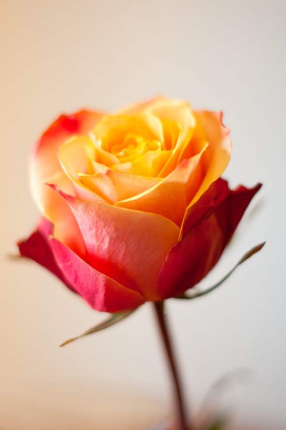 Immagini di deliziose rose dai bellissimi colori che rilassano il cuore e la mente. Immagini di rose 2017
