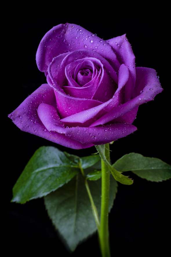 Ilusate värvidega pildid veetlevatest roosidest, mis lõõgastavad südant ja meelt. Pictures of Roses 2017