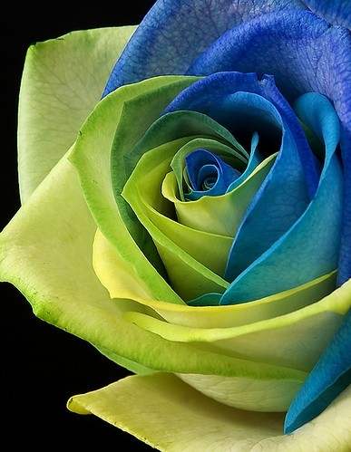 Kuvia upeista ruusuista kauniissa väreissä, jotka rentouttavat sydäntä ja mieltä. Kuvia ruusuista 2017
