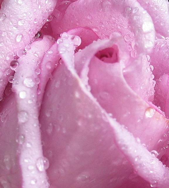 תמונות של ורדים מענגים בצבעים יפים שמרגיעים את הלב והנפש תמונות של ורדים 2017