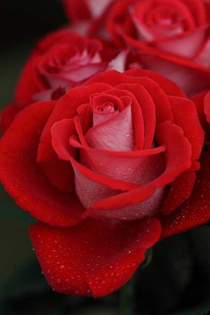 心も体もリラックスさせてくれる、美しい色彩の愛らしいバラの写真集 2017年のバラの写真集