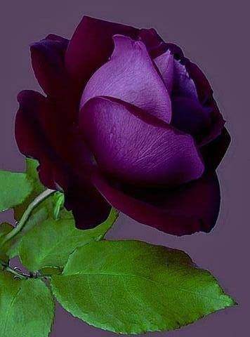 Prente van verruklike rose in pragtige kleure wat die hart en gees ontspan. Prente van rose 2017