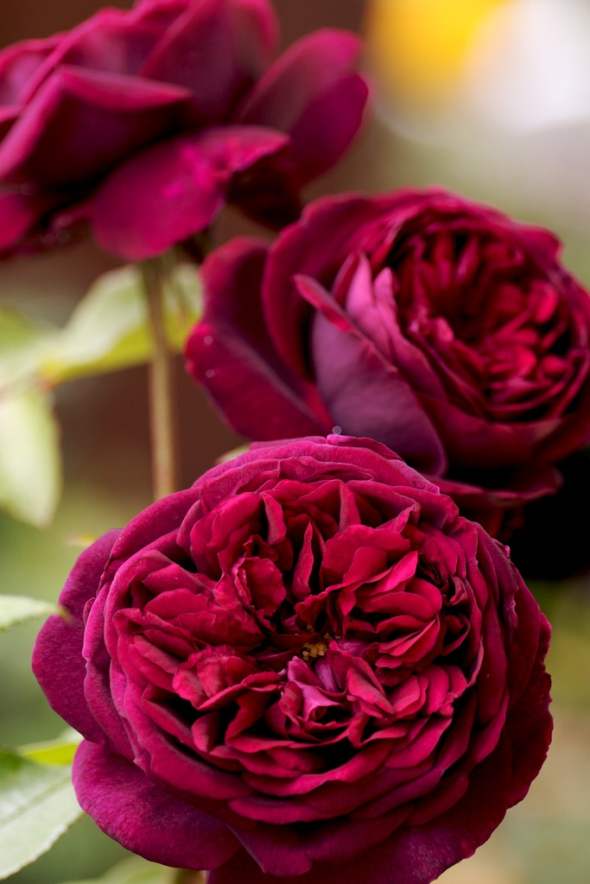 Slike divnih ruža u prekrasnim bojama koje opuštaju srce i um. Slike ruža 2017.