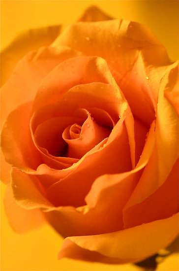 Слики од прекрасни рози во прекрасни бои кои ги релаксираат срцето и умот. Слики од рози 2017 година