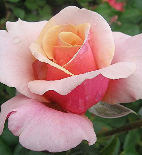 Gražių spalvų rožių nuotraukos, kurios atpalaiduoja širdį ir protą. Rožių nuotraukos 2017 m.