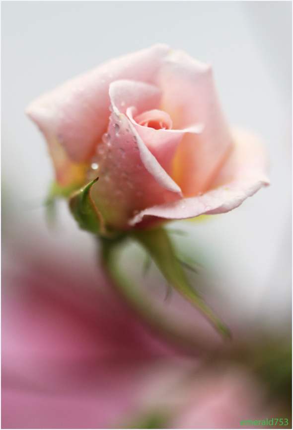 خوبصورت رنگن ۾ خوبصورت گلاب جون تصويرون جيڪي دل ۽ دماغ کي آرام ڏين ٿيون. گلاب جون تصويرون 2017