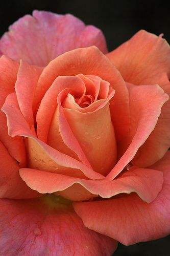 Kuvia upeista ruusuista kauniissa väreissä, jotka rentouttavat sydäntä ja mieltä. Kuvia ruusuista 2017