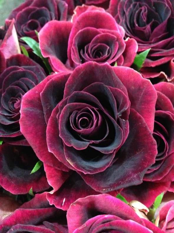 عکس های گل رز دلپذیر در رنگ های زیبا که به دل و ذهن آرامش می بخشد عکس های گل رز 2017