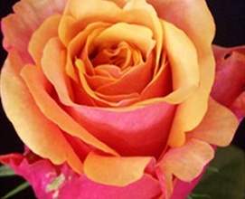 Bilder av herlige roser i vakre farger som slapper av i hjertet og sinnet Bilder av roser 2017