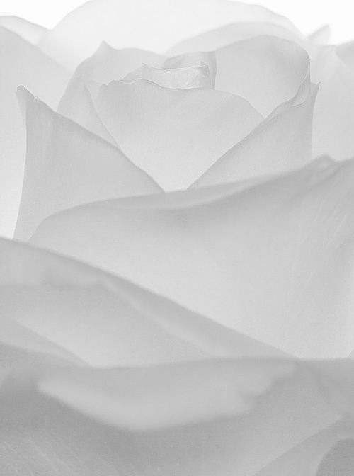Картины восхитительных роз в красивых цветах, которые расслабляют сердце и разум Картины роз 2017