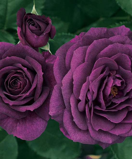 Foto's van heerlijke rozen in prachtige kleuren die het hart en de geest ontspannen. Foto's van rozen 2017