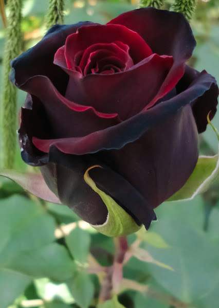 Bilder på förtjusande rosor i vackra färger som slappnar av hjärtat och sinnet Bilder på rosor 2017