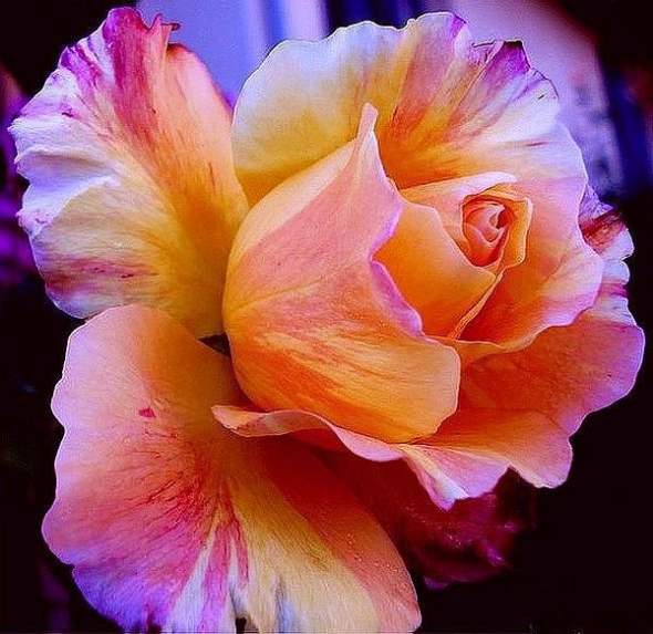 Foto's van heerlijke rozen in prachtige kleuren die het hart en de geest ontspannen. Foto's van rozen 2017