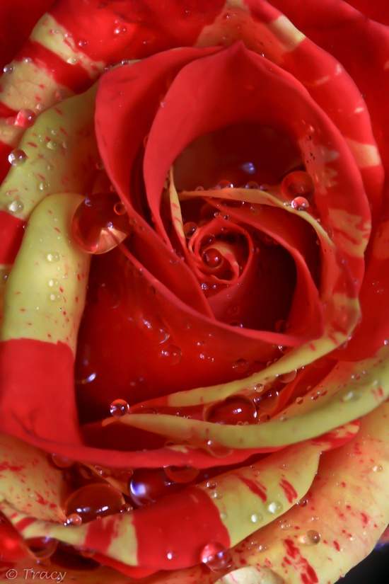 Картины восхитительных роз в красивых цветах, которые расслабляют сердце и разум Картины роз 2017
