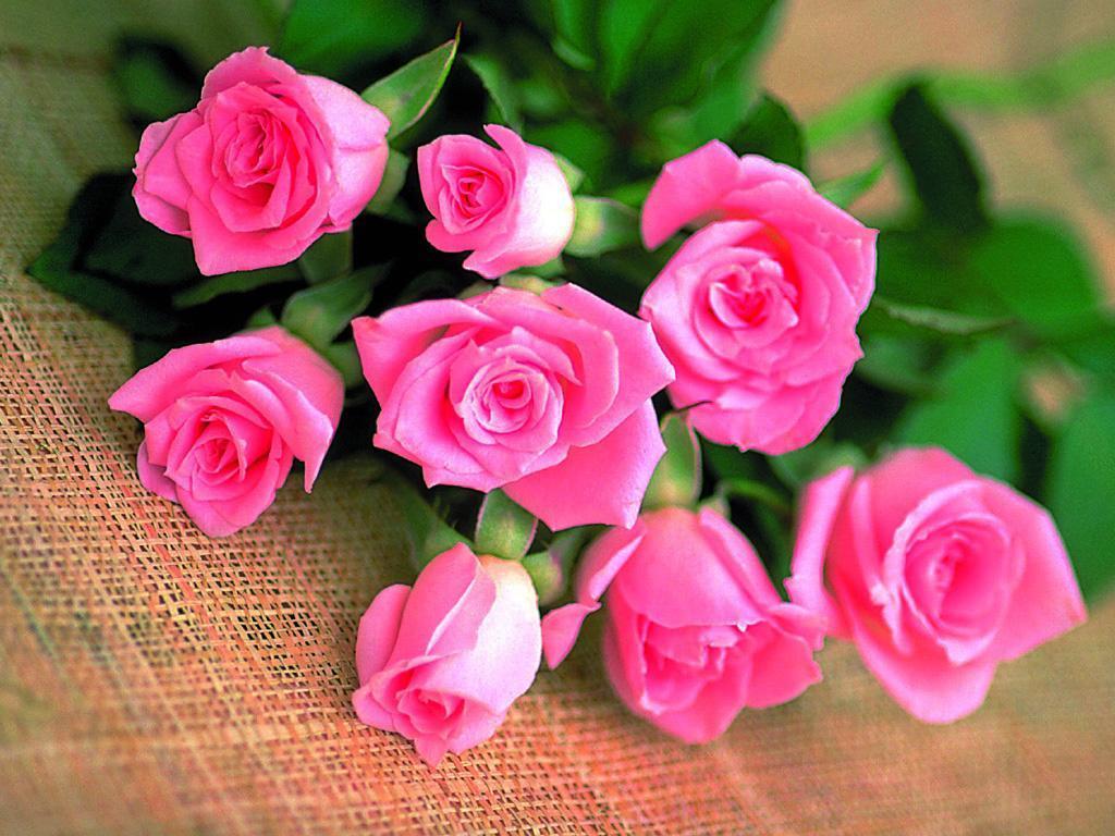 The-Pink-Rose-of-Love-roses-wallpapers