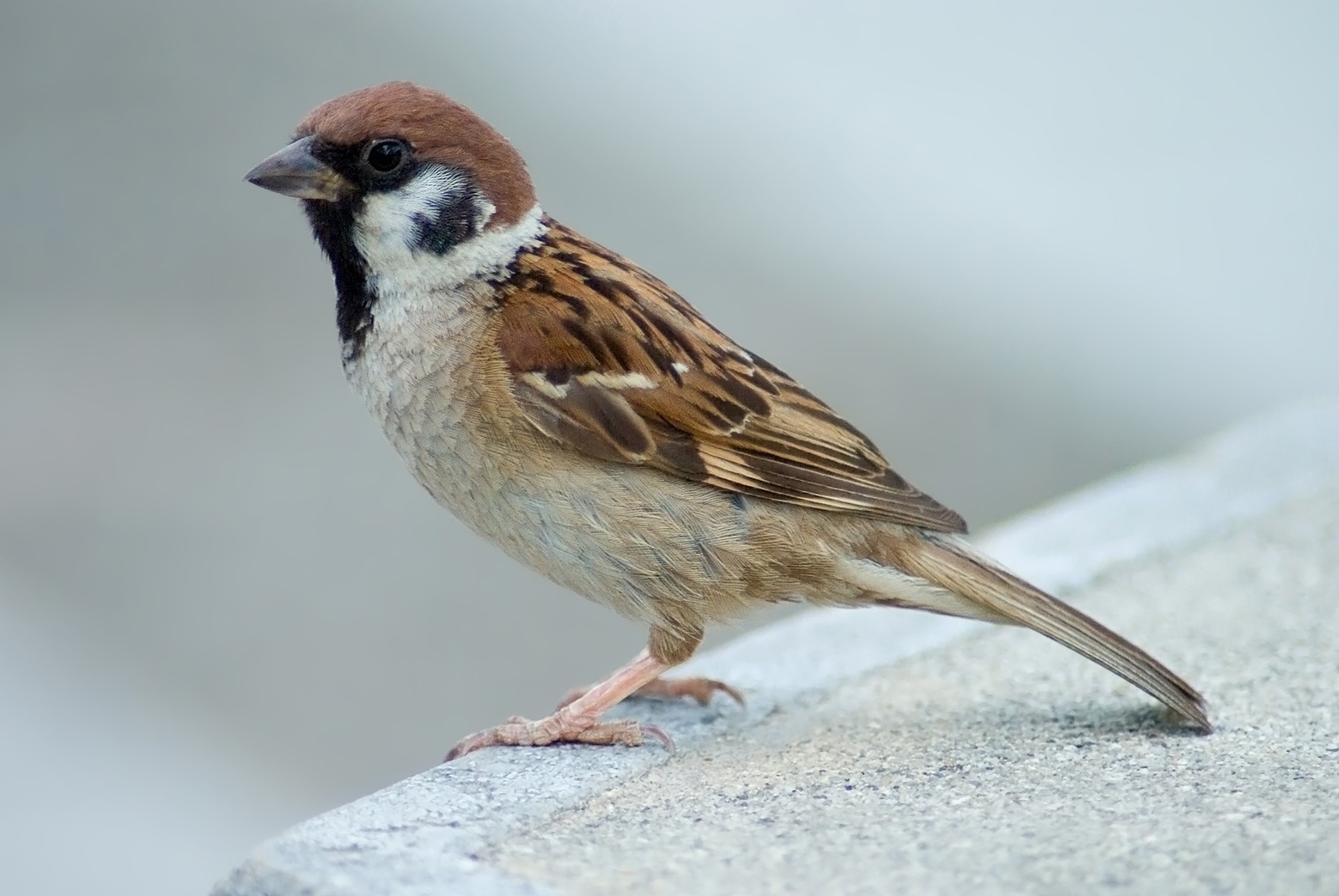 Sparrow sa usa ka damgo alang sa mga single nga babaye