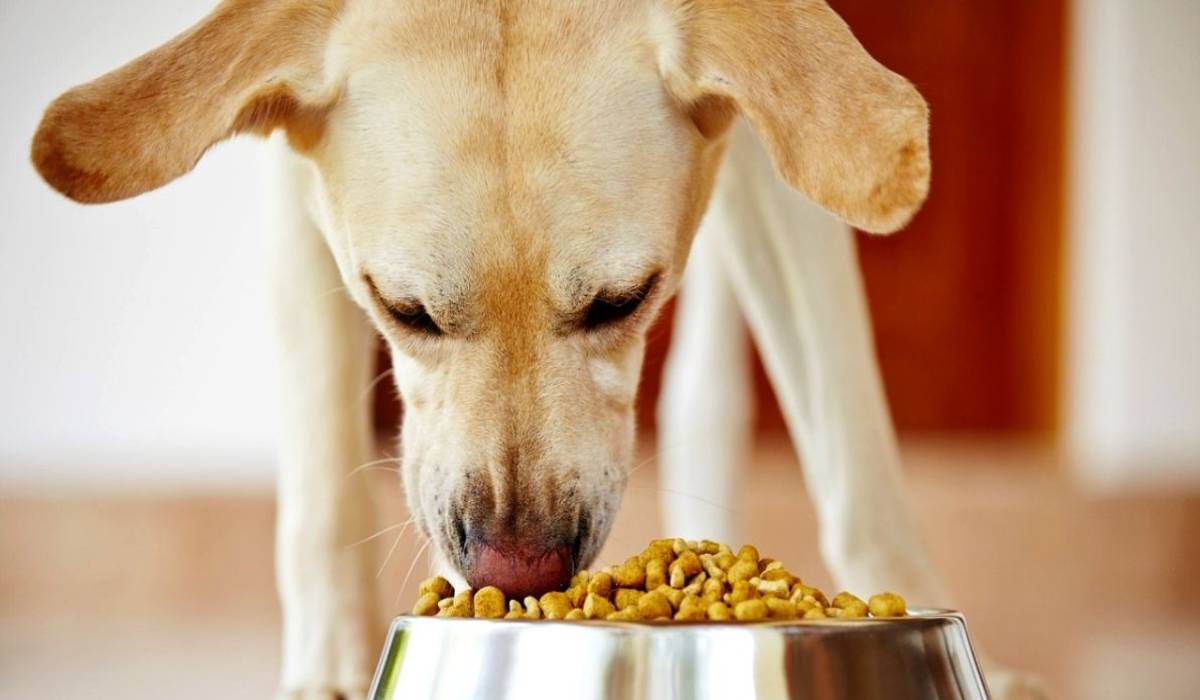 تفسير رؤية إطعام الكلاب في المنام لابن سيرين والنابلسي موقع مصري