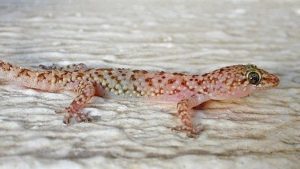 Երազում բորոտություն