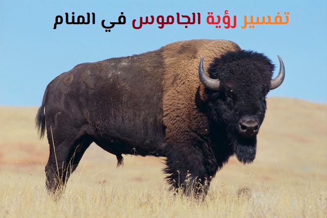 Buffalo i en dröm för Nabulsi