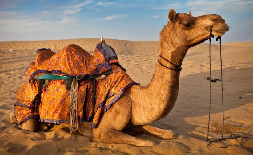 Droom van 'n kameel in 'n droom