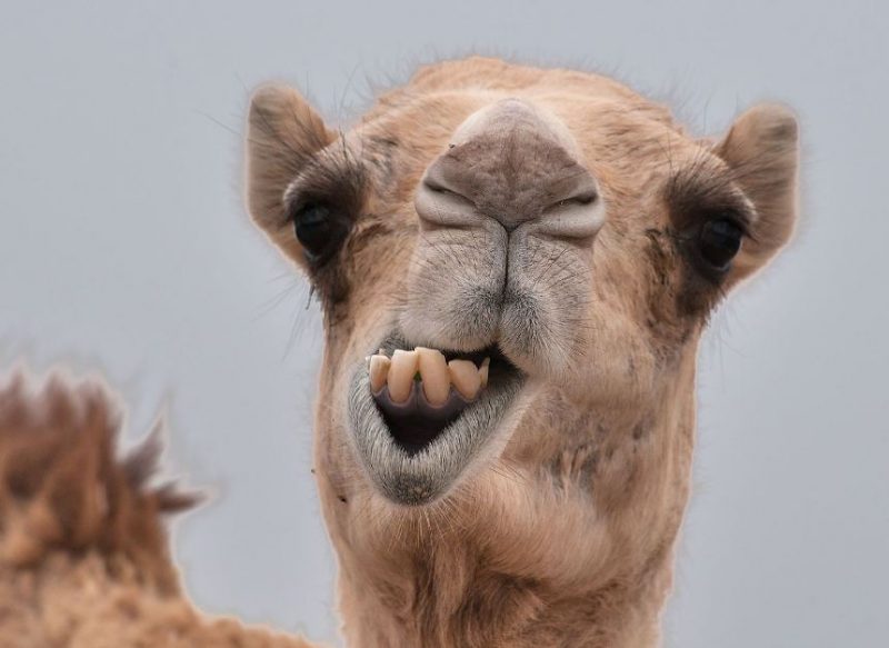 Opi tulkinta kamelin näkemisestä unessa ja sen teurastamisesta
