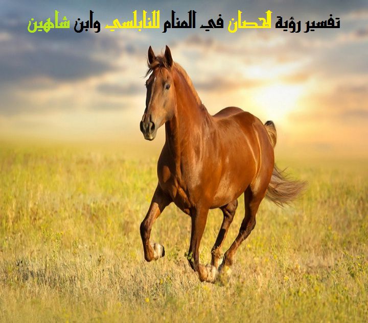 ما هو تفسير رؤية الحصان في المنام لابن سيرين موقع مصري