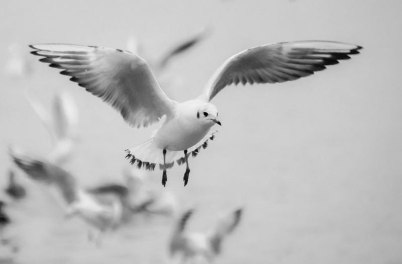 Сонување на бел гулаб и неговото толкување