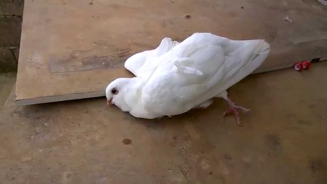 Мртов гулаб во сон