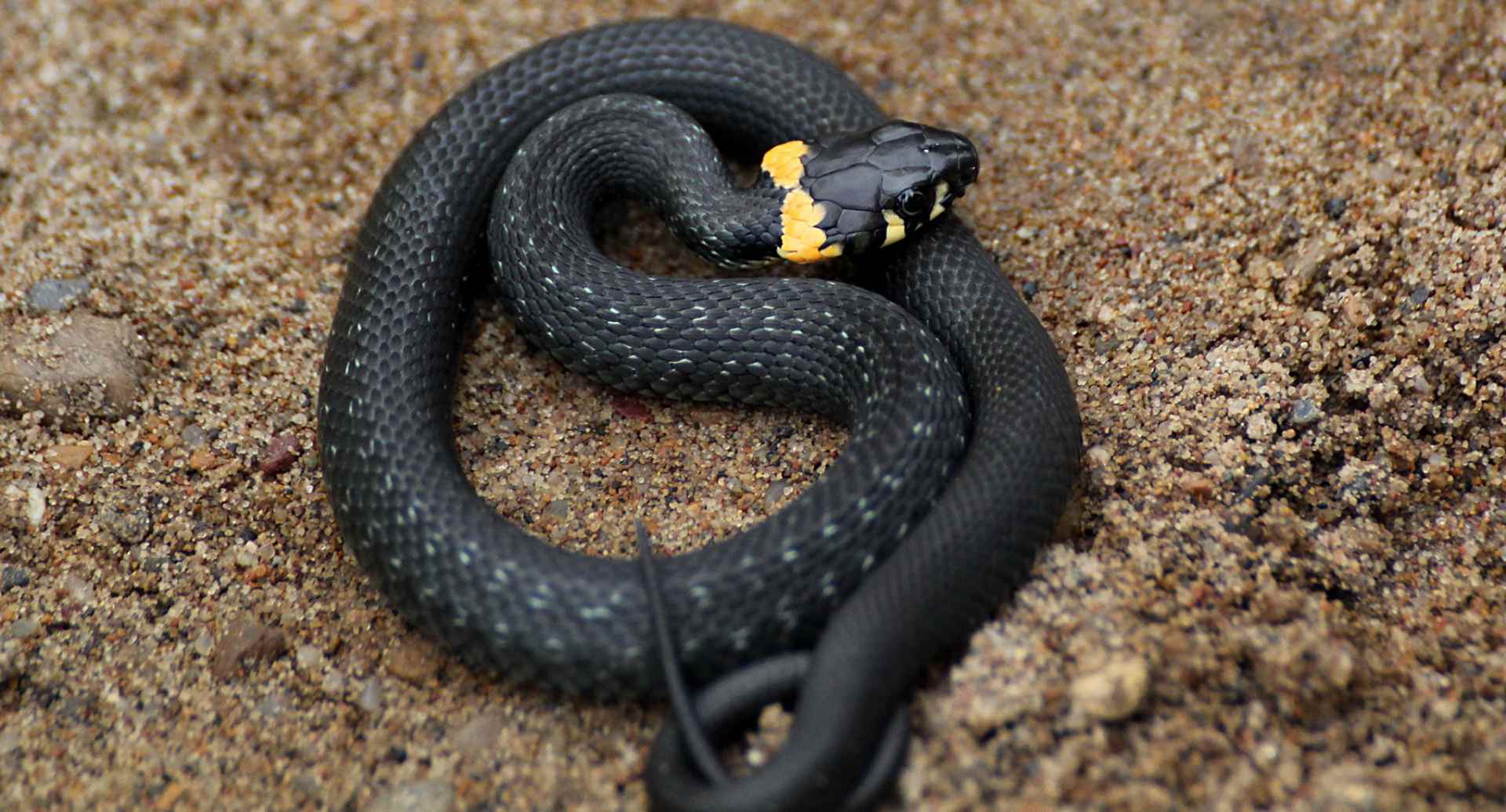 Црна змија у сну