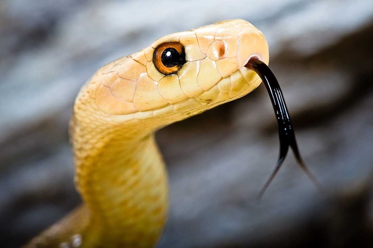 Gele slang in een droom