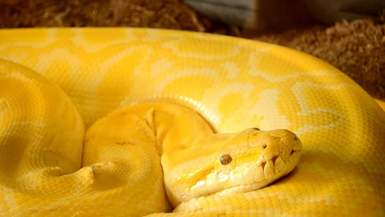 Keltainen käärme unessa