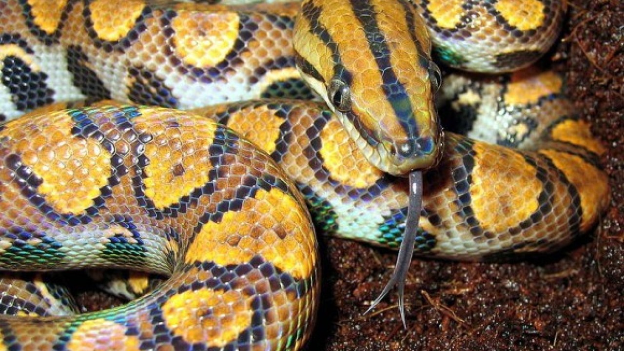 Keltainen käärme unessa