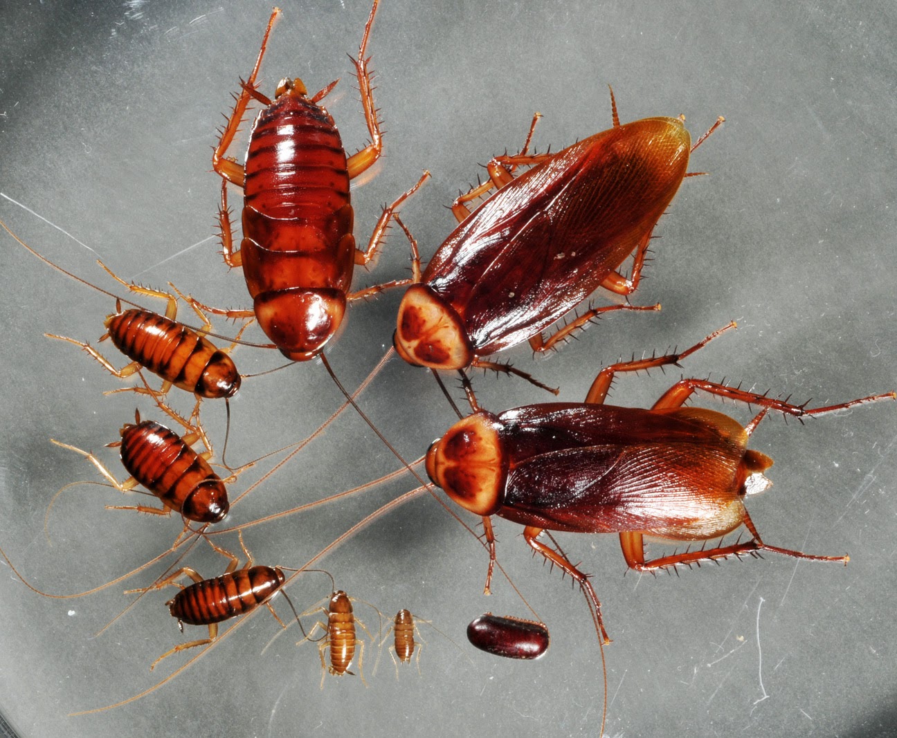 Kakerlakker og maur i en drøm