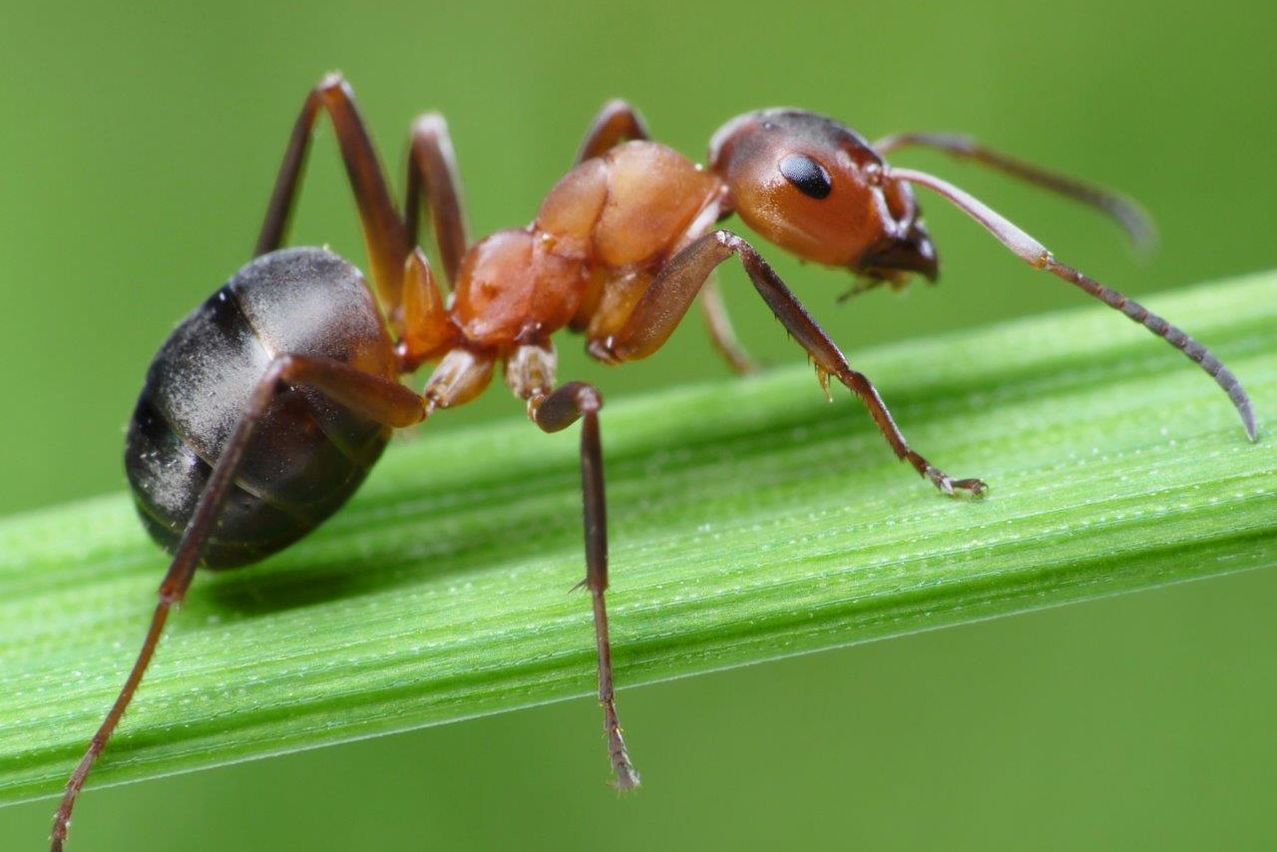 Лебарки и мравки во сон