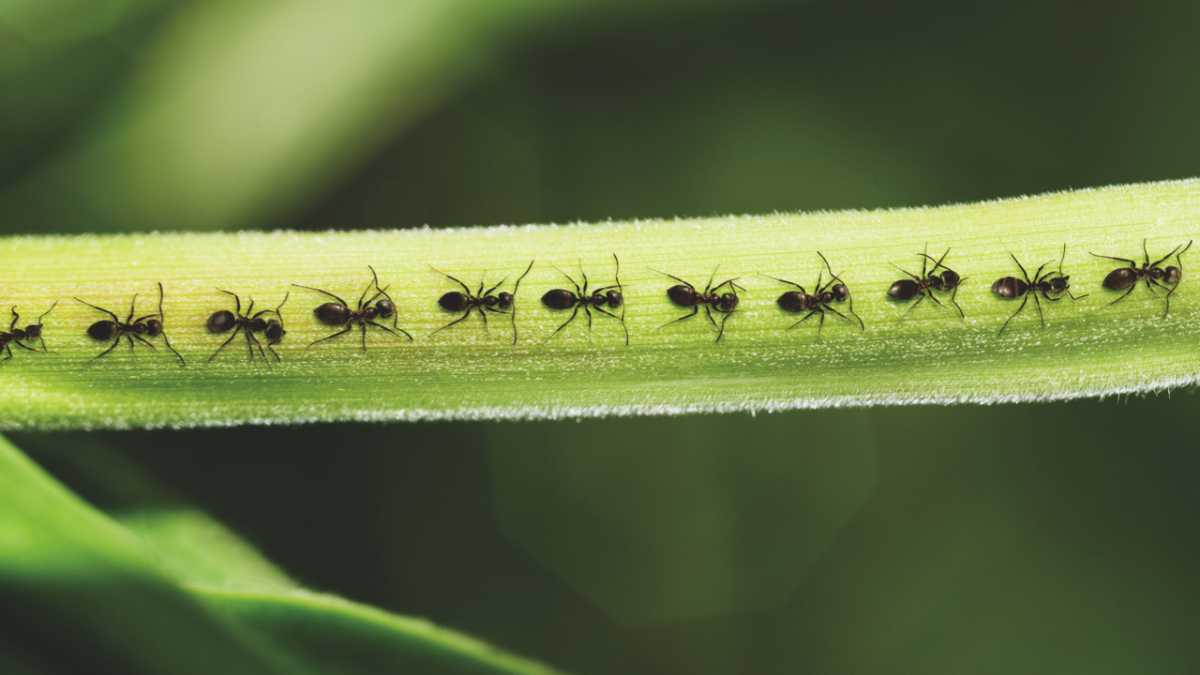 Kakkerlakken en mieren in een droom
