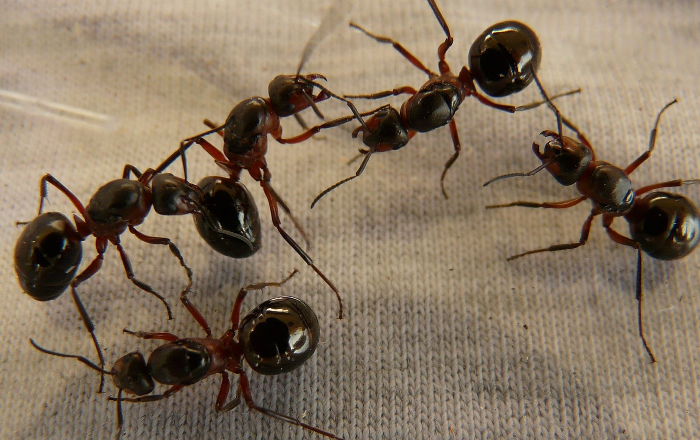 Buburrecat dhe milingonat në një ëndërr