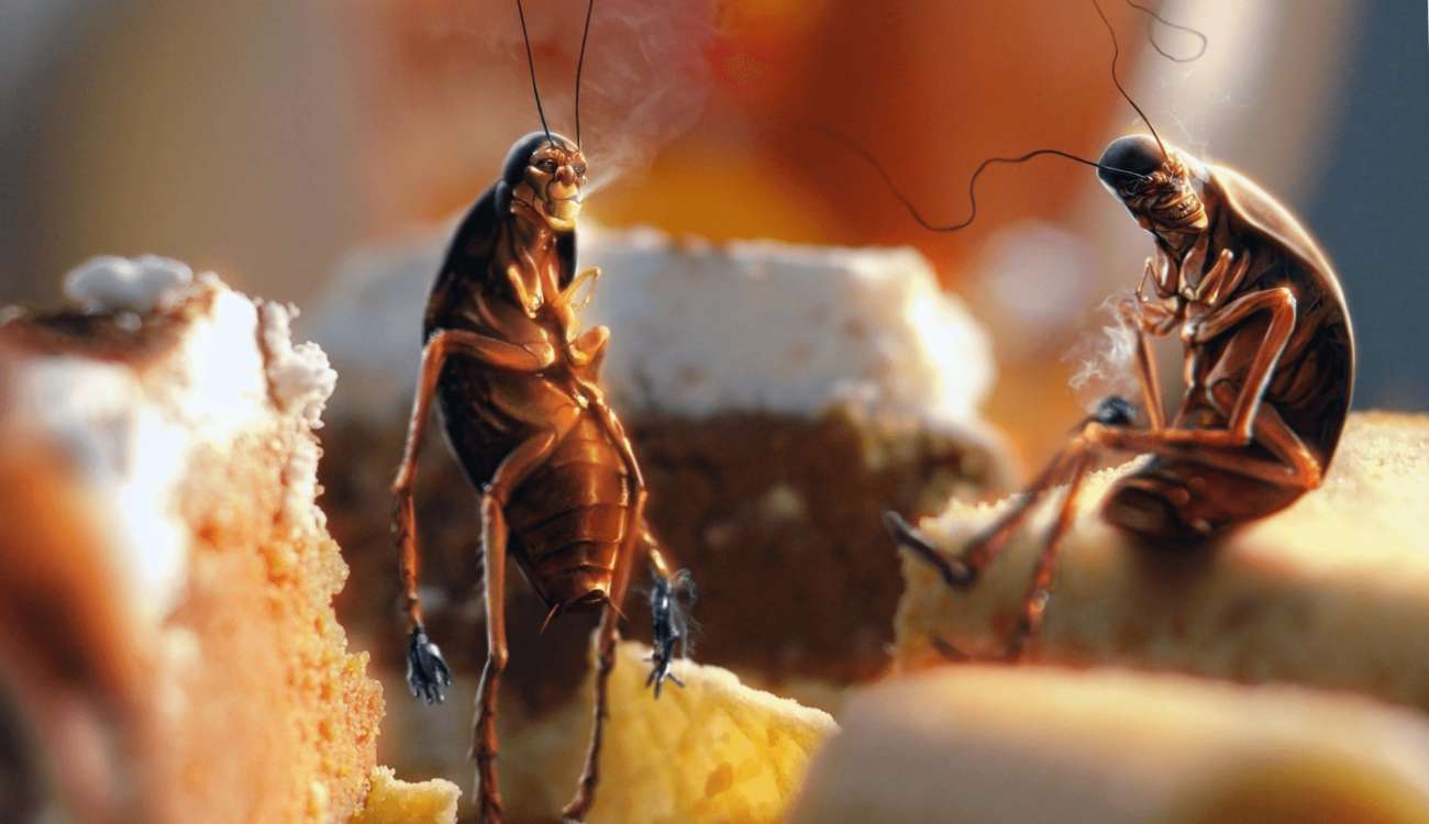 Interpretatie van het zien van kakkerlakken in een droom voor een getrouwde vrouw