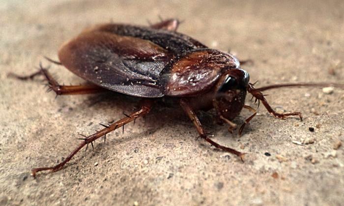 Cockroaches ໃນຄວາມຝັນ