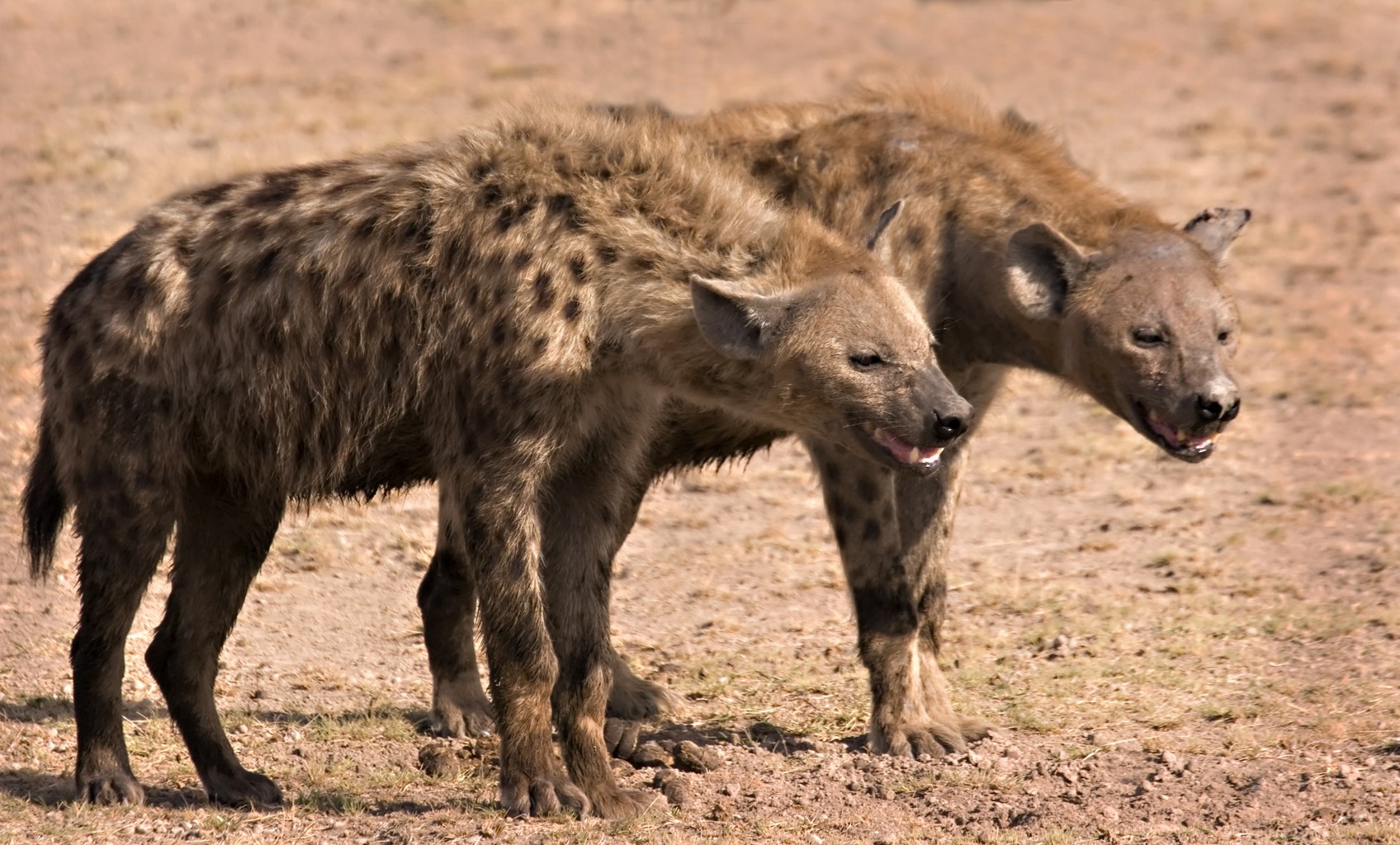 Hyena dalam mimpi