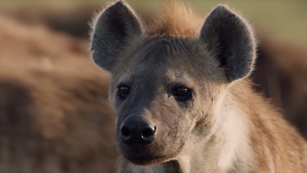 Hyena ໃນຄວາມຝັນ