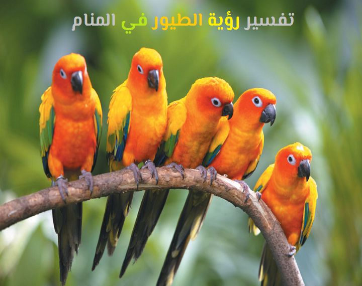 تفسير رؤية الطيور في المنام لابن سيرين وابن شاهين موقع مصري