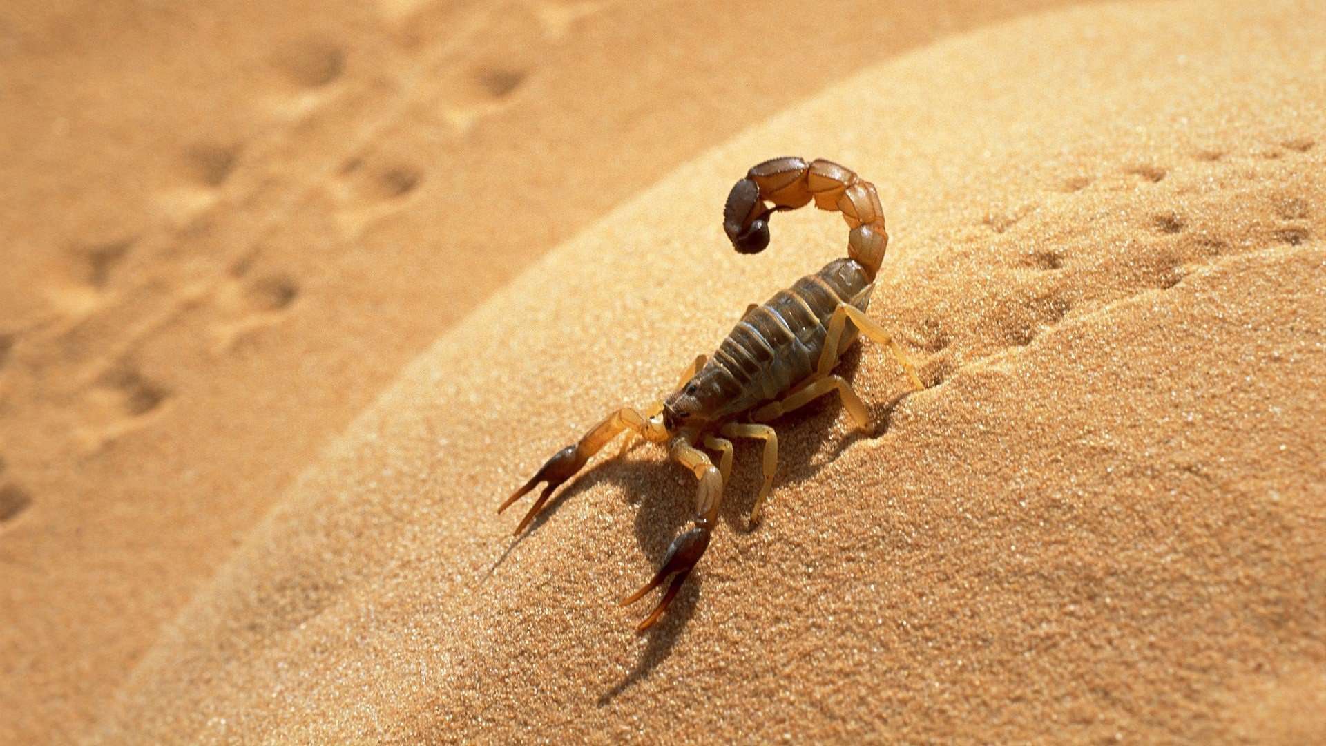 Att se en skorpion i en dröm och döda den